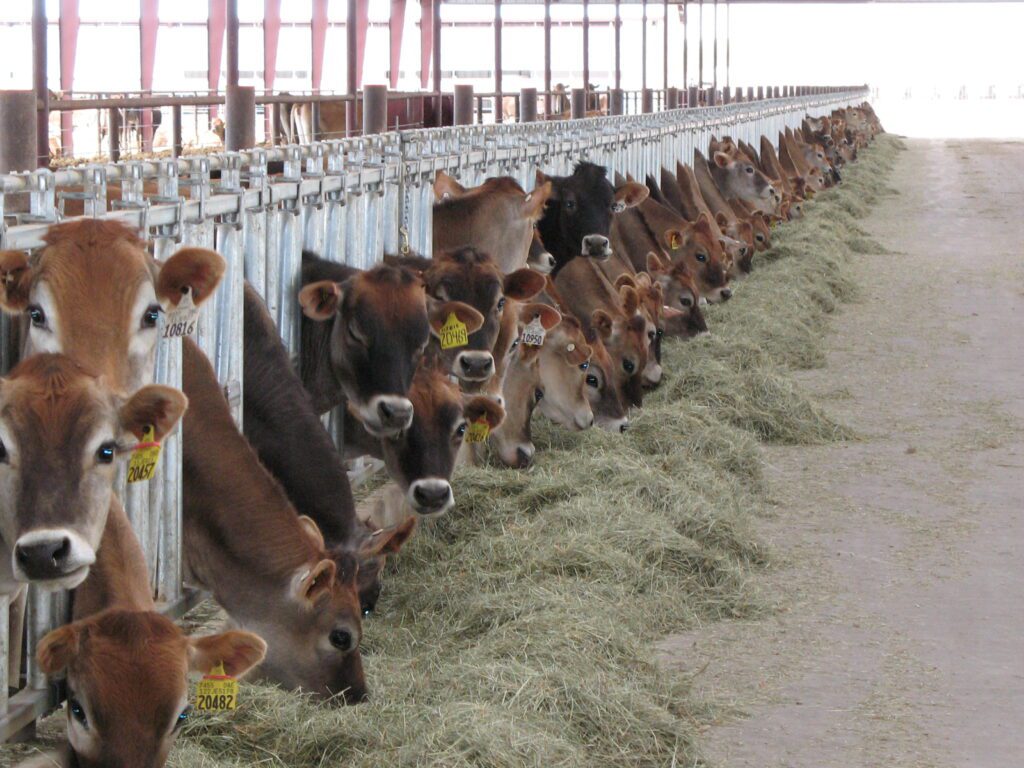 Feeding cows becoming a challenge