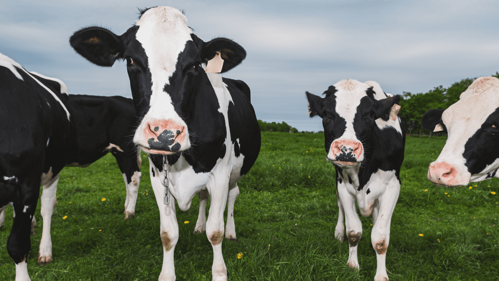 Teaching young advocates to spread the word about dairy goodness