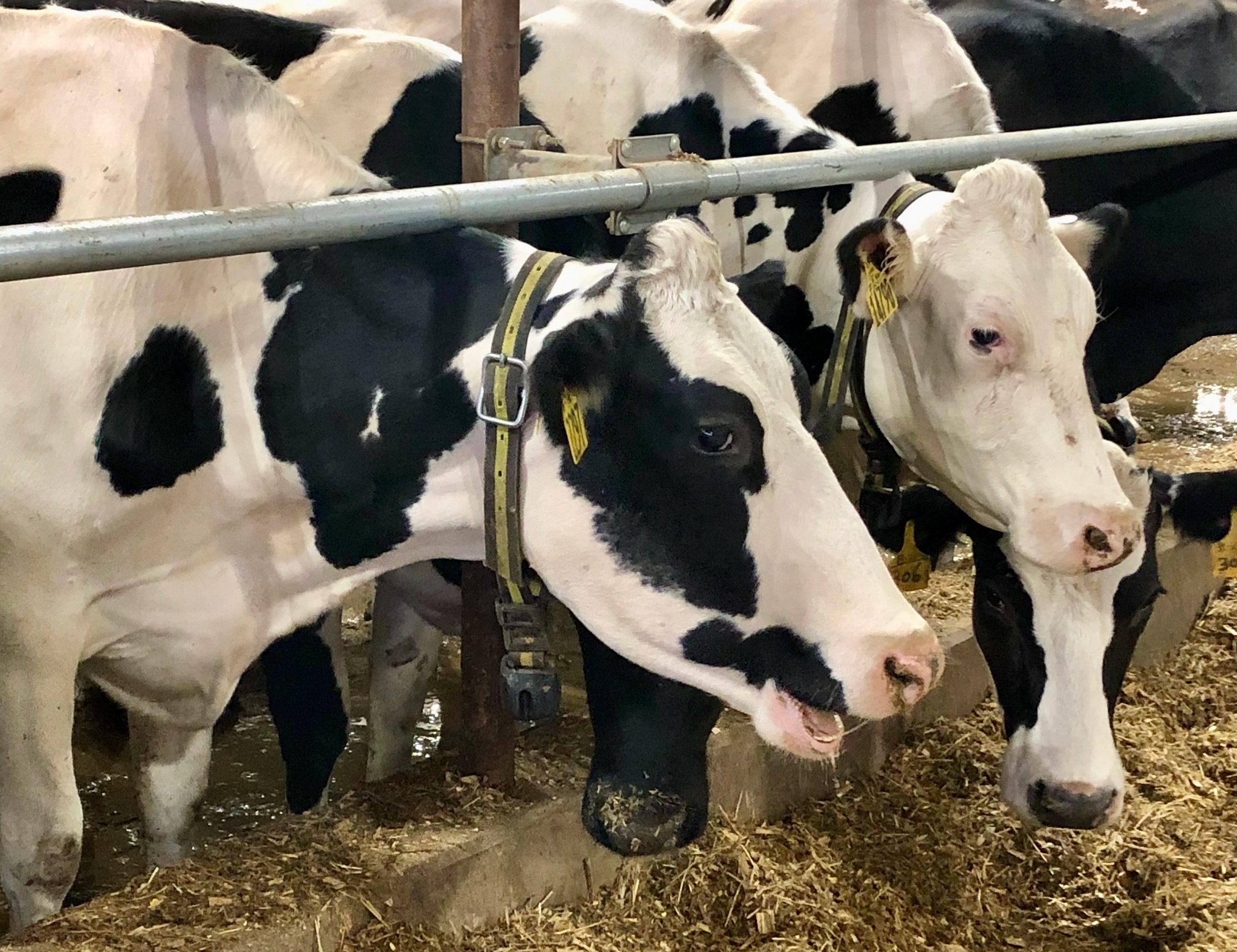 Cows wearing fitness trackers? Dairies using tech to monitor herd health