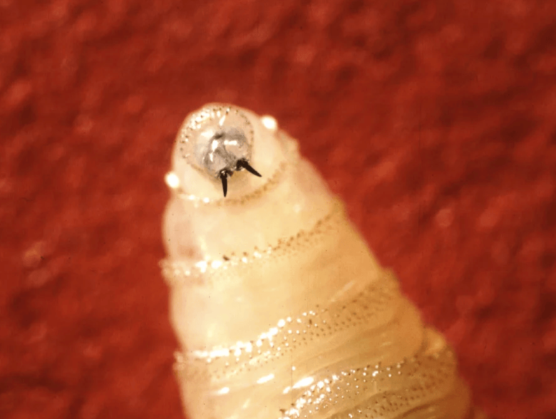 Resources: New World Screwworm