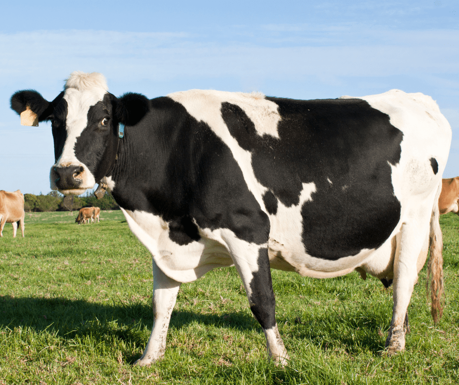 Secure your dairy and keep the milk flowing with an SMS Plan