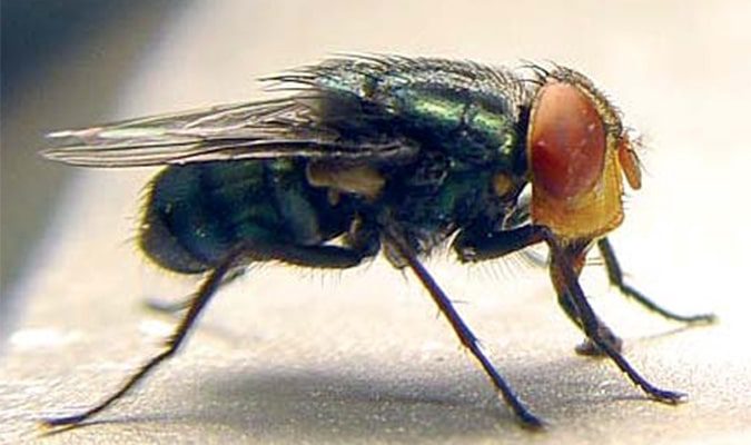 New World screwworm update – Aug. 20, 2025