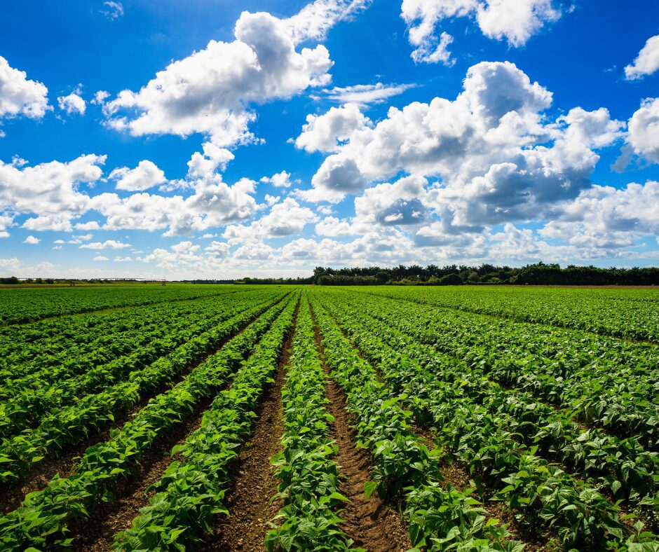 Update on PFAs contamination of agricultural land
