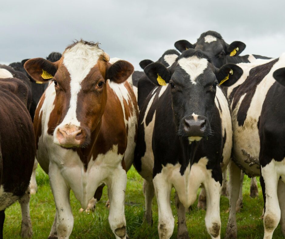 2026 forecast: Beef-on-dairy breeding continues to reshape milk and beef markets